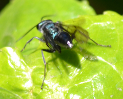 Auplopus architectus