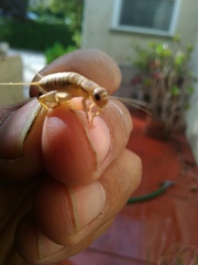 Gryllodes sigillatus