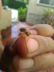 Gryllodes sigillatus