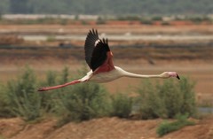 Phoenicopterus roseus