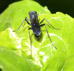 Auplopus architectus