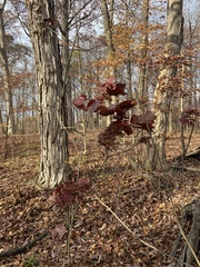 Viburnum acerifolium