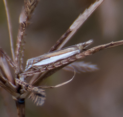 Crambus quinquareatus