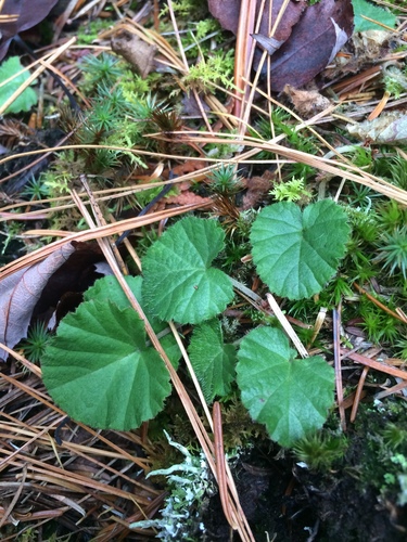 Robin Runaway (Rubus repens)