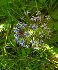 Scilla peruviana