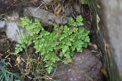 Cryptogramma cascadensis