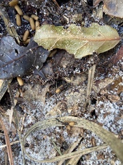 Odontomachus brunneus