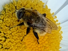 Merodon equestris