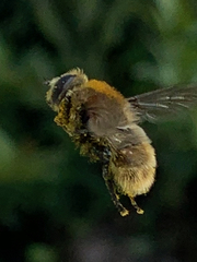 Merodon equestris