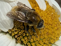 Merodon equestris