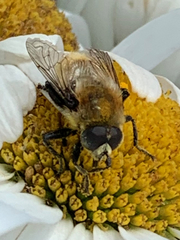 Merodon equestris