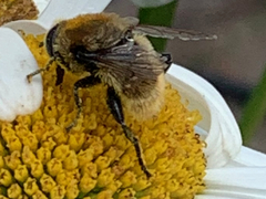 Merodon equestris