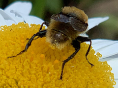 Merodon equestris
