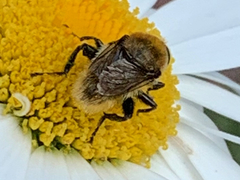 Merodon equestris