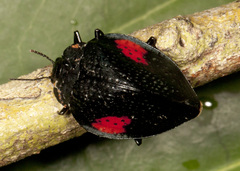 Erotylus cassidoides