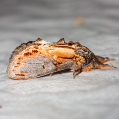 Notodonta scitipennis