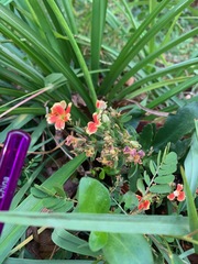 Kalanchoe integra