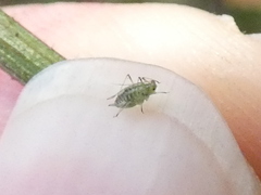 Nasonovia ribisnigri