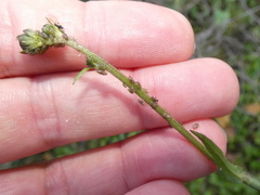 Nasonovia ribisnigri