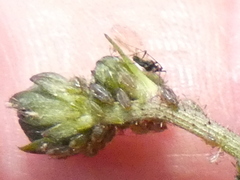 Nasonovia ribisnigri
