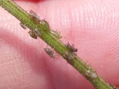 Nasonovia ribisnigri