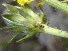 Nasonovia ribisnigri