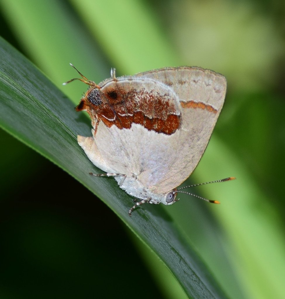 Garnet-patched Hairstreak