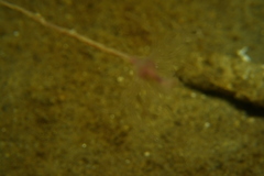 Ectopleura crocea