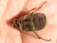 Xylonichus
