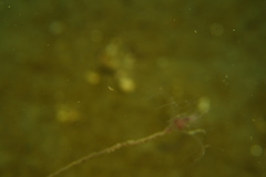 Ectopleura crocea