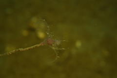 Ectopleura crocea