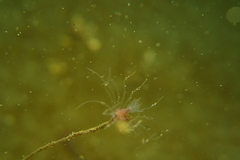Ectopleura crocea