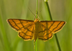 Idaea aureolaria