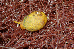 Littorina obtusata