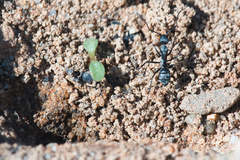 Camponotus micans