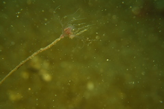 Ectopleura crocea