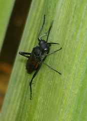 Macrophya annulata