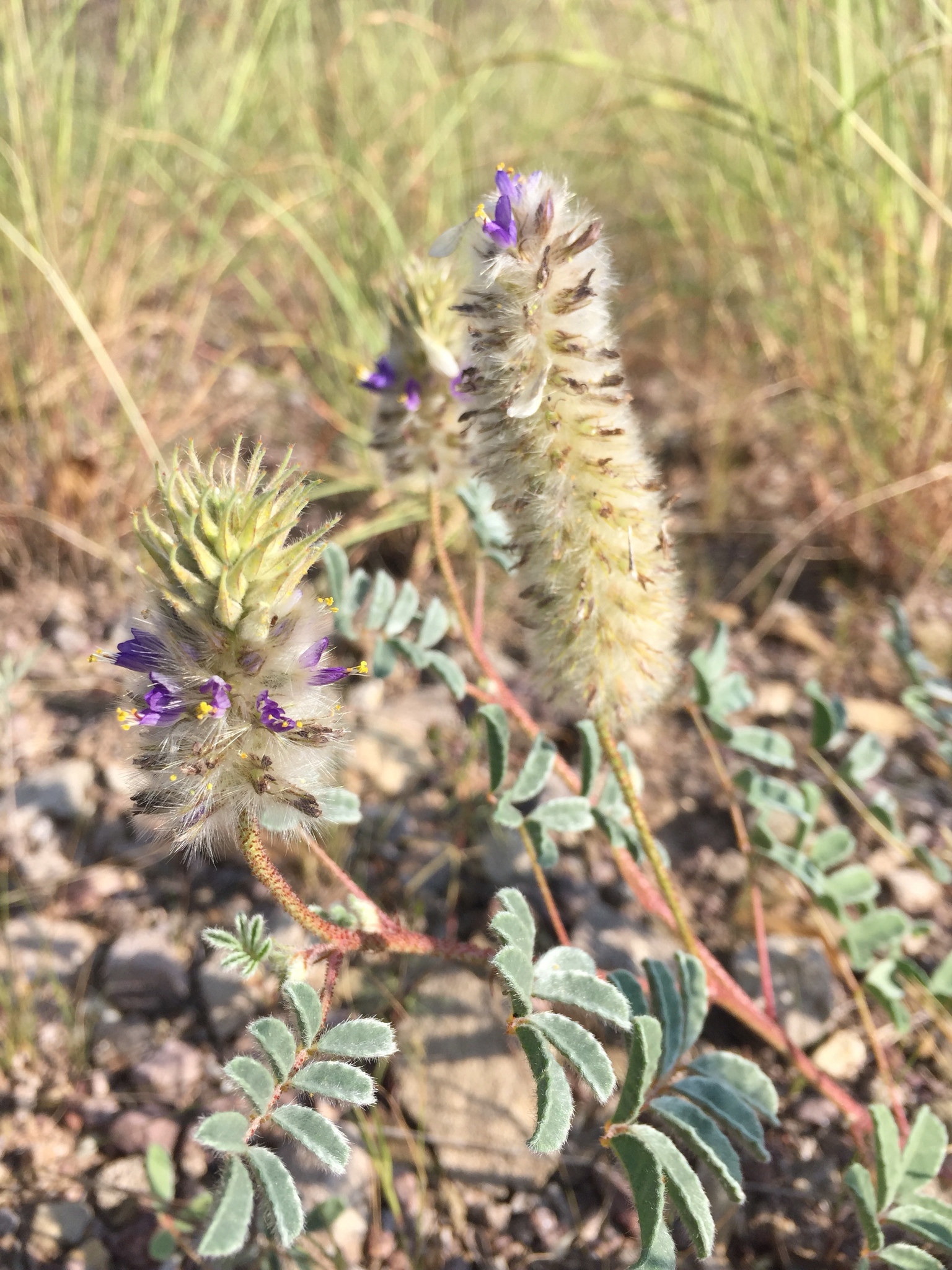 Dalea lachnostachys