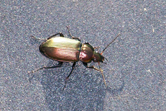 Caraboidea
