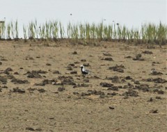 Pluvialis squatarola