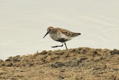 Calidris alpina