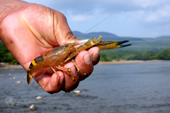 Macrobrachium americanum