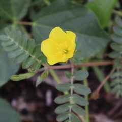 Tribulus cistoides