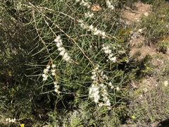 Hakea mitchellii