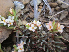 Pimelea suteri