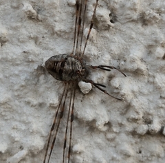 Dicranopalpus ramosus