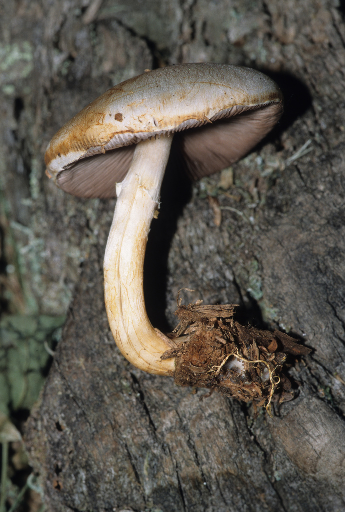 Agaricus comtuliformis