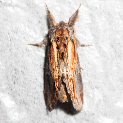 Notodonta scitipennis
