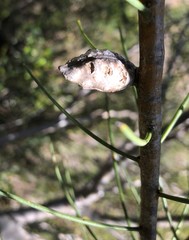 Hakea mitchellii