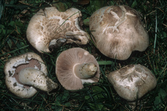 Agaricus porphyrocephalus